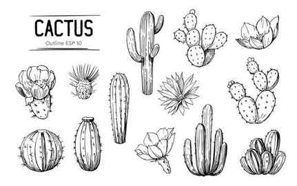 Cactus Drawing Image Drawing Skill