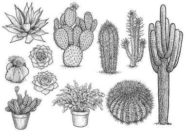 Cactus Sketch Diane Antone Studio