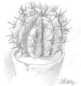 Cactus Sketch Images Free Download on Freepik