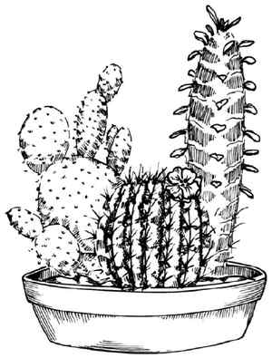 Cartoon Cactus Drawing How To Draw A Cartoon Cactus Step By Step