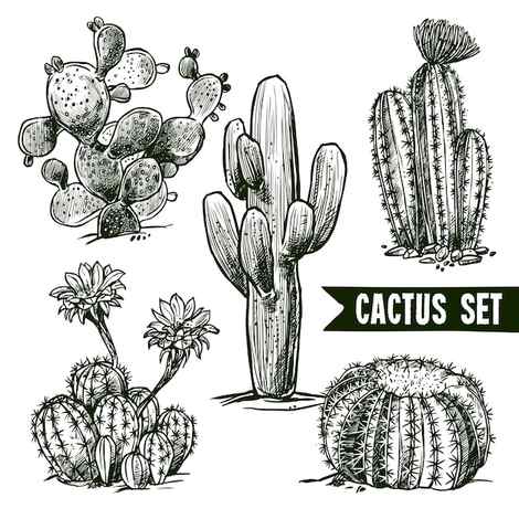Cactus Sketch Images Free Download on Freepik