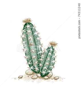 Cactus Sketch Drawing Skill
