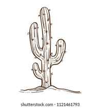 41692 Cactus Sketch Images Stock Photos Vectors Shutterstock