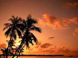 sunset!, palm trees, sunset HD wallpaper