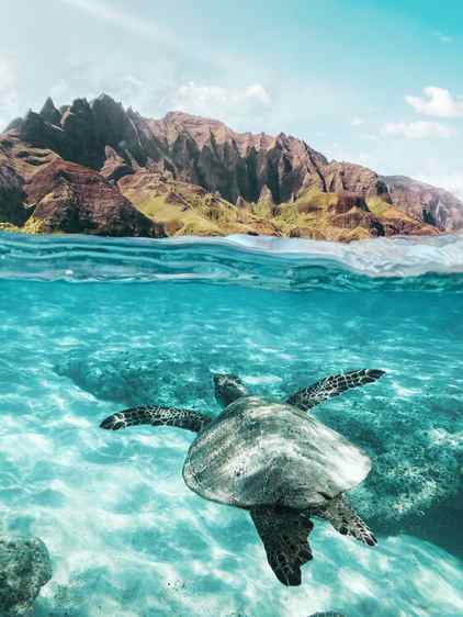 Art Photography Sea Turtle