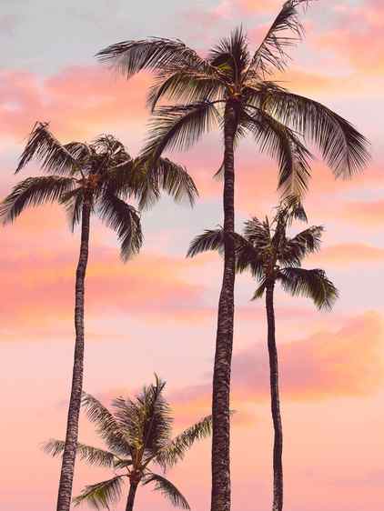 Canvas Print Sunset Palm Trees