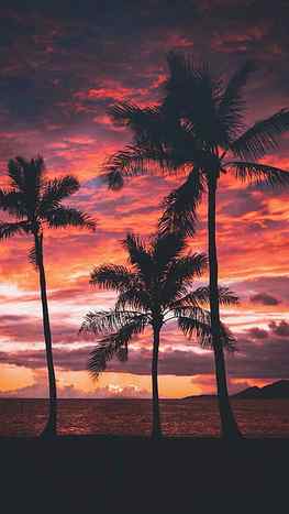 Palm Tree Sunset on Dog, sunset vibes HD phone wallpaper