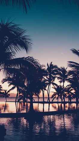 Dawn, dark, sunset, palm tree, resort, reflections . Palm trees , Tree iphone, Palm tree background, Dark Blue Trees HD phone wallpaper