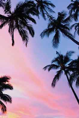 Sunset Palm Tree - Awesome HD phone wallpaper