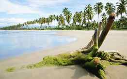 Exotic beach sand wood palm trees, palm tree, sand, wood, exotic, nature, ocean, beach HD wallpaper