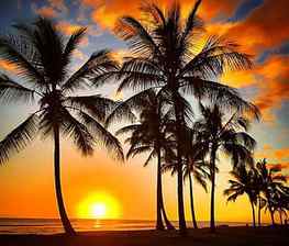Palm Beach, palm, clouds, trees, nature, sunset, beach HD wallpaper