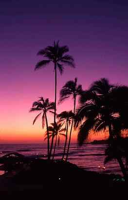 Purple Palm Trees HD phone wallpaper